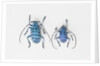 Horned Beetle Pseudomyagrus waterhousei in light blue coloration larger female and smaller male by Anonymous