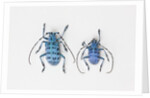 Horned Beetle Pseudomyagrus waterhousei in light blue coloration larger female and smaller male by Anonymous