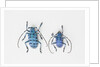 Horned Beetle Pseudomyagrus waterhousei in light blue coloration larger female and smaller male by Anonymous