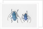 Horned Beetle Pseudomyagrus waterhousei in light blue coloration larger female and smaller male by Anonymous