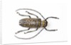Horned beetle Rosenbergia straussi close-up view by Anonymous