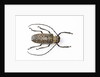 Horned beetle Rosenbergia straussi close-up view by Anonymous