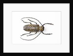 Horned beetle Rosenbergia straussi close-up view by Anonymous
