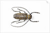 Horned beetle Rosenbergia straussi close-up view by Anonymous