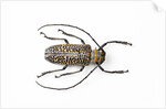 Horned beetle Rosenbergia straussi close-up view by Anonymous
