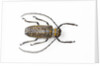 Horned beetle Rosenbergia straussi close-up view by Anonymous