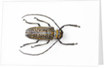 Horned beetle Rosenbergia straussi close-up view by Anonymous