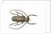 Horned beetle Rosenbergia straussi close-up view by Anonymous
