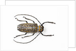 Horned beetle Rosenbergia straussi close-up view by Anonymous