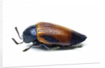 Jewel beetle Sternocera hunteri close-up side view by Anonymous