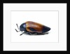Jewel beetle Sternocera hunteri close-up side view by Anonymous
