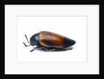 Jewel beetle Sternocera hunteri close-up side view by Anonymous