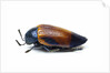 Jewel beetle Sternocera hunteri close-up side view by Anonymous