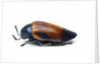 Jewel beetle Sternocera hunteri close-up side view by Anonymous