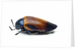 Jewel beetle Sternocera hunteri close-up side view by Anonymous