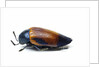 Jewel beetle Sternocera hunteri close-up side view by Anonymous