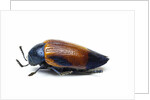 Jewel beetle Sternocera hunteri close-up side view by Anonymous
