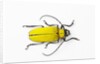 Horn Beetle Celosterna pollinosa by Anonymous