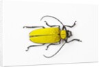 Horn Beetle Celosterna pollinosa by Anonymous