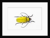 Horn Beetle Celosterna pollinosa by Anonymous