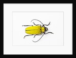 Horn Beetle Celosterna pollinosa by Anonymous
