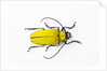 Horn Beetle Celosterna pollinosa by Anonymous