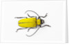 Horn Beetle Celosterna pollinosa by Anonymous