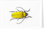 Horn Beetle Celosterna pollinosa by Anonymous
