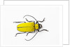 Horn Beetle Celosterna pollinosa by Anonymous