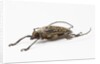 Male long horn beetle Rosenbergia straussi side view by Anonymous