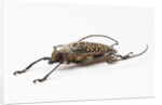 Male long horn beetle Rosenbergia straussi side view by Anonymous
