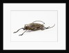 Male long horn beetle Rosenbergia straussi side view by Anonymous