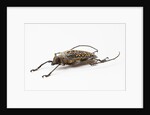 Male long horn beetle Rosenbergia straussi side view by Anonymous