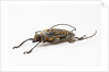 Male long horn beetle Rosenbergia straussi side view by Anonymous