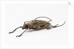 Male long horn beetle Rosenbergia straussi side view by Anonymous