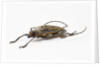 Male long horn beetle Rosenbergia straussi side view by Anonymous