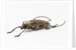 Male long horn beetle Rosenbergia straussi side view by Anonymous
