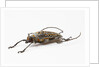 Male long horn beetle Rosenbergia straussi side view by Anonymous