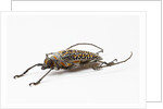 Male long horn beetle Rosenbergia straussi side view by Anonymous