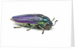 Jewel Beetle Amblysterna natalensis close-up side view on white background by Anonymous