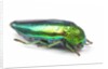 Jewel Beetle Sternocera aequisignata in bright green by Anonymous