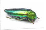 Jewel Beetle Sternocera aequisignata in bright green by Anonymous