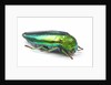 Jewel Beetle Sternocera aequisignata in bright green by Anonymous