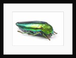 Jewel Beetle Sternocera aequisignata in bright green by Anonymous