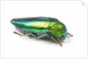 Jewel Beetle Sternocera aequisignata in bright green by Anonymous