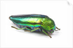 Jewel Beetle Sternocera aequisignata in bright green by Anonymous