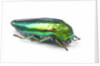 Jewel Beetle Sternocera aequisignata in bright green by Anonymous