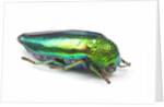 Jewel Beetle Sternocera aequisignata in bright green by Anonymous