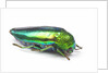 Jewel Beetle Sternocera aequisignata in bright green by Anonymous