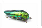Jewel Beetle Sternocera aequisignata in bright green by Anonymous